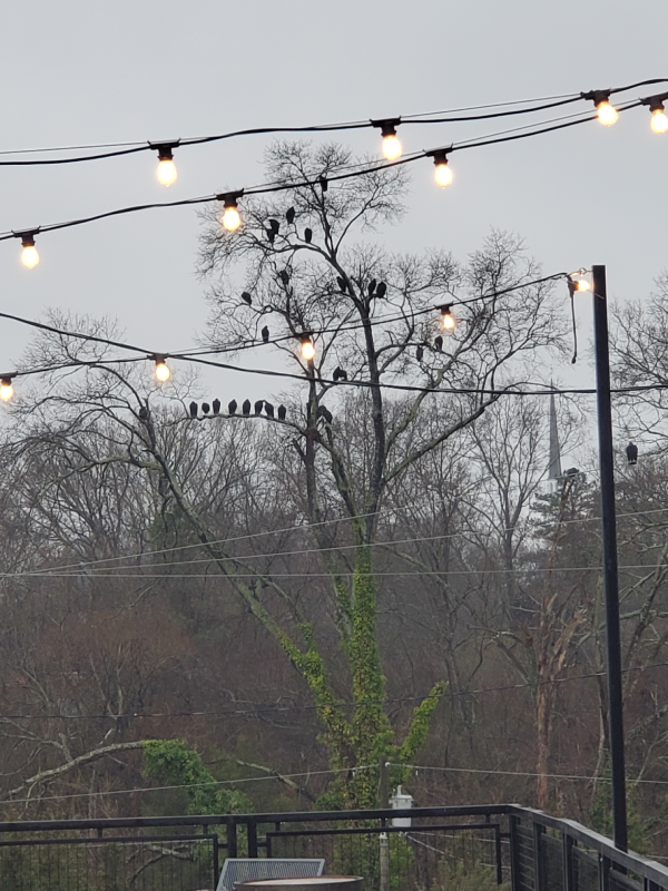 birds on a wire gary hoyt op