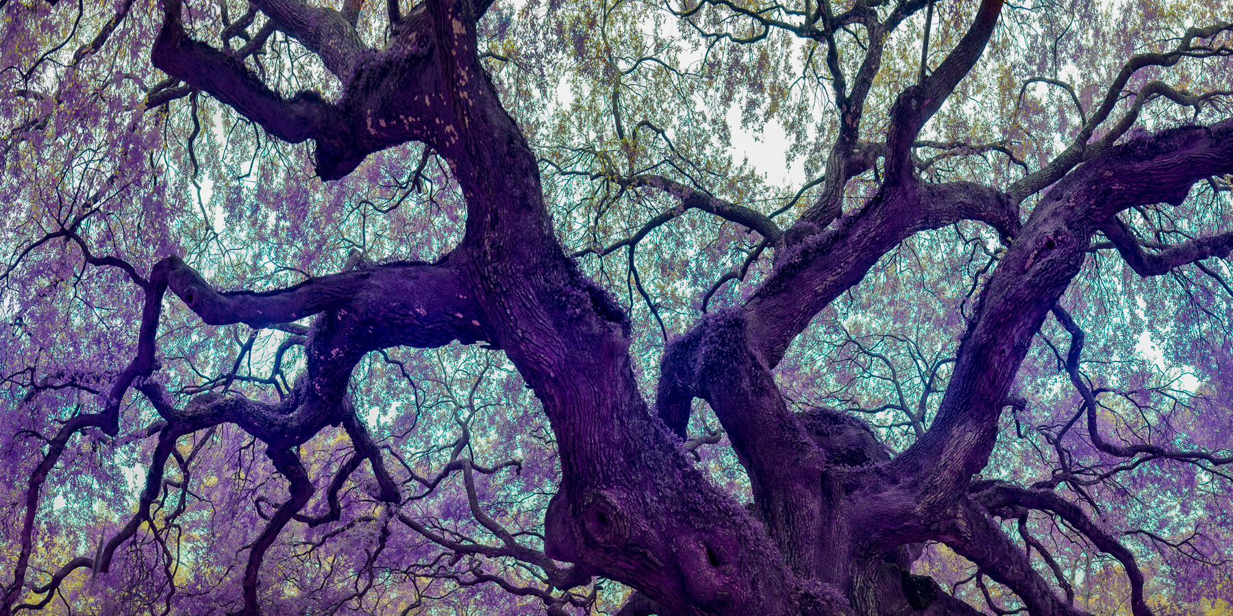 Image by Michael O'Neill